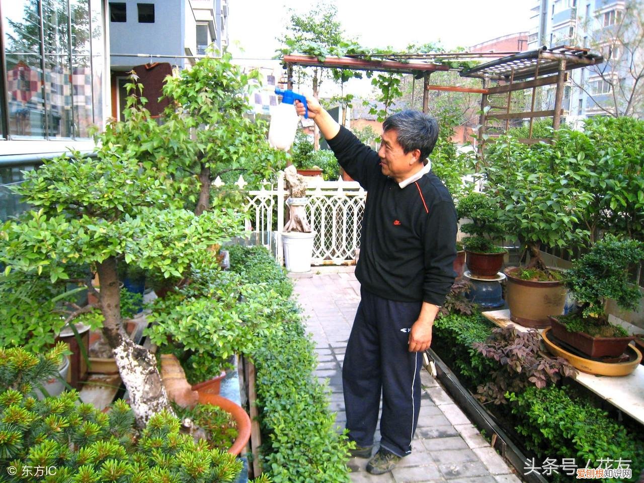 养花的诀窍，家庭养花16个小窍门，自家养花无忧指南，花妹儿祝花友狗年旺旺