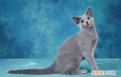猫牙划破皮要打针吗打几针，猫牙划破皮出血要打针吗