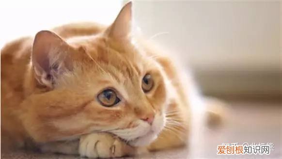 养猫的5个常识，科普|养猫最实用的一百条小知识，肯定有你不知道的！