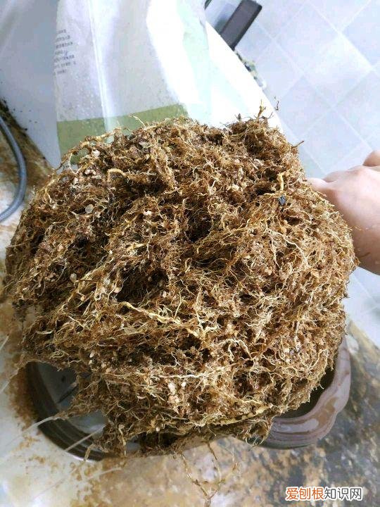 养花的小窍门，分享家庭养花的6个小妙招，养花路上少走弯路，建议收藏