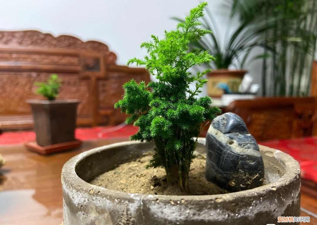 养花的小窍门，分享家庭养花的6个小妙招，养花路上少走弯路，建议收藏