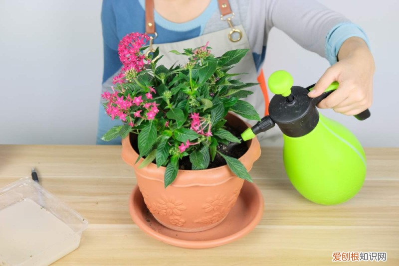 插花怎么养才能更旺盛，家里的花想要更旺盛？学会这4个小妙招，轻松长爆盆