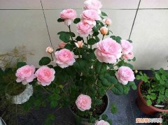 养兰花小妙招，家庭养花，4个小技巧，变养花高手，君子兰吊兰虎皮兰都能养得旺