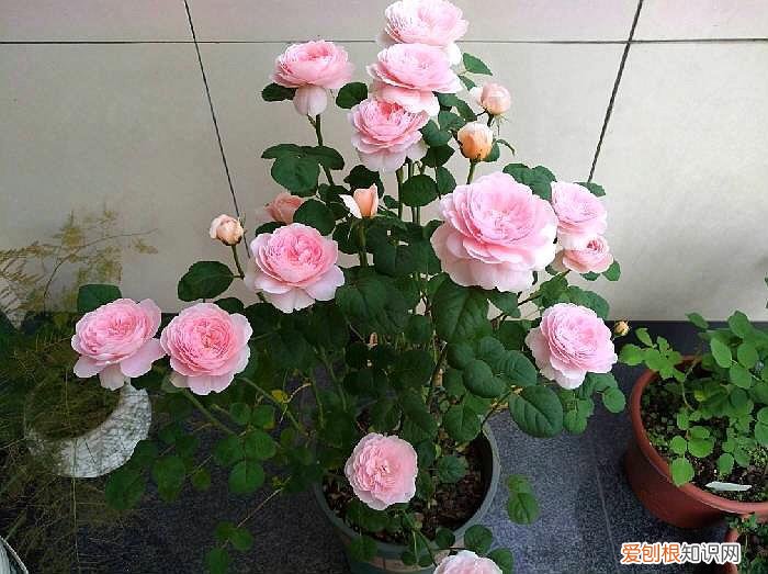 养兰花小妙招，家庭养花，4个小技巧，变养花高手，君子兰吊兰虎皮兰都能养得旺
