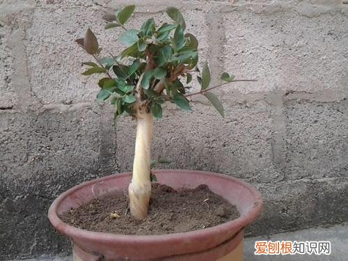 养兰花小妙招，家庭养花，4个小技巧，变养花高手，君子兰吊兰虎皮兰都能养得旺