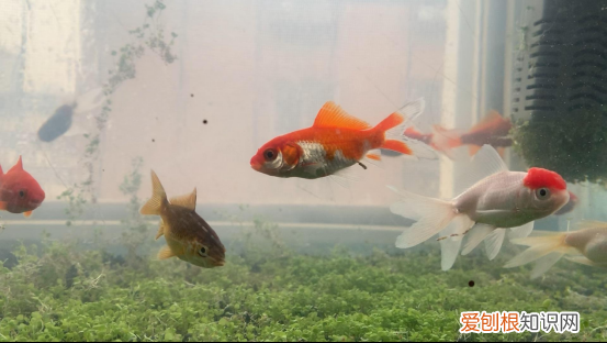 有才，把养鱼心得写成了顺口溜 养鱼经典语录，养鱼十大坑+养鱼口诀
