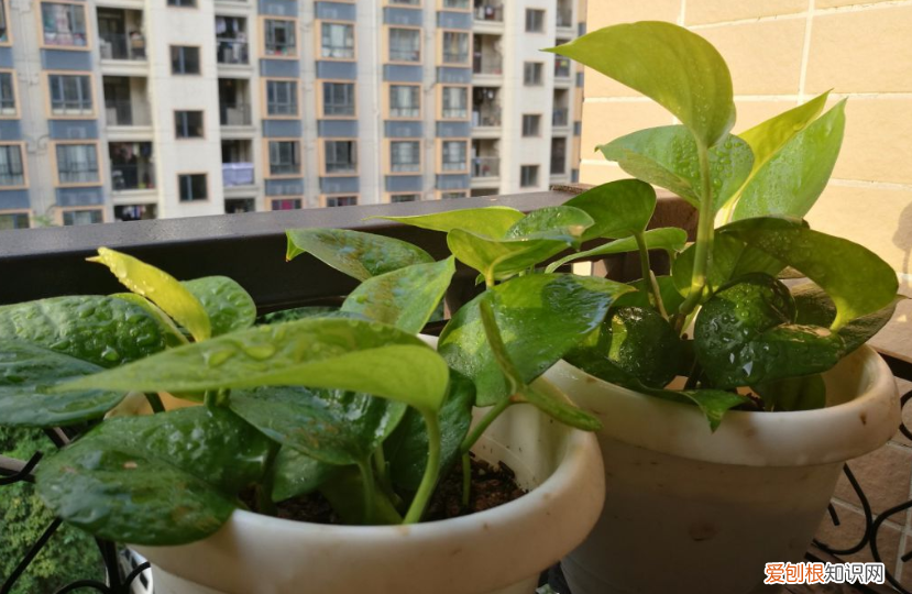 如何给家里的花浇水最好，4个浇水小技巧，家里的花，越浇越精神