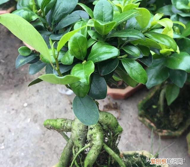 家里养的花开是好兆头，家里养花，记住6点，枝繁叶茂根壮，阳台变花园，养花新手变大神