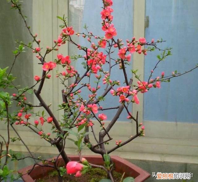 家里养的花开是好兆头，家里养花，记住6点，枝繁叶茂根壮，阳台变花园，养花新手变大神