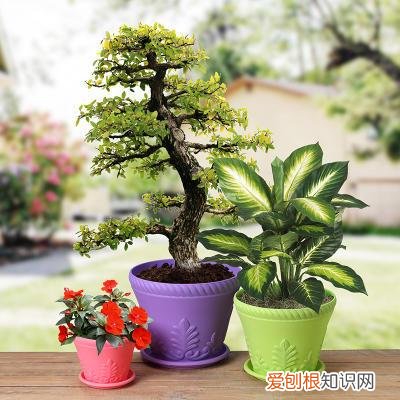 各种养花技巧，养花技巧有很多，记住“基础”方法，小白都能养好花
