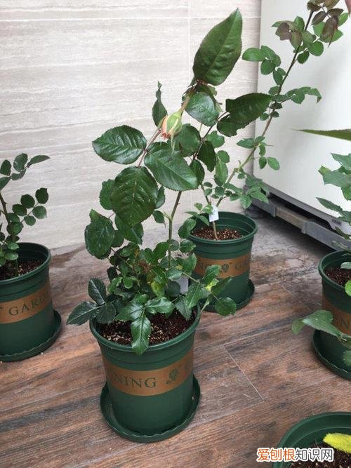各种养花技巧，养花技巧有很多，记住“基础”方法，小白都能养好花