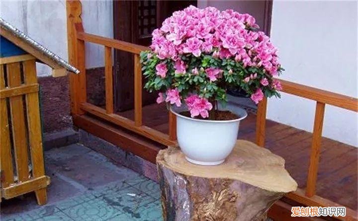 各种养花技巧，养花技巧有很多，记住“基础”方法，小白都能养好花