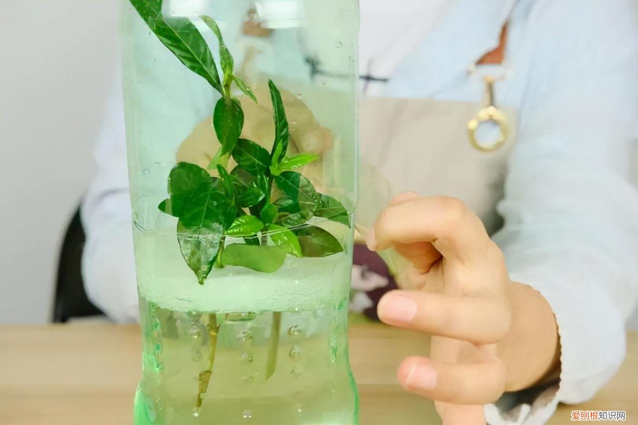 各种养花技巧，养花技巧有很多，记住这5个方面的技巧，小白都能养好花