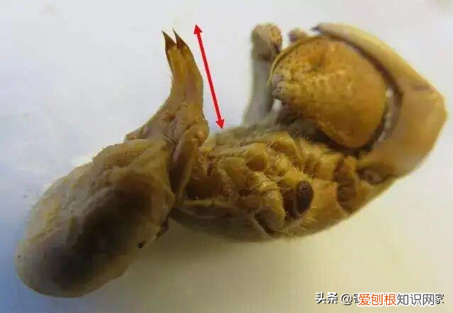 寄居蟹有公母吗怎么区分，寄居蟹公母怎么分？如何分辨寄居蟹的性别？