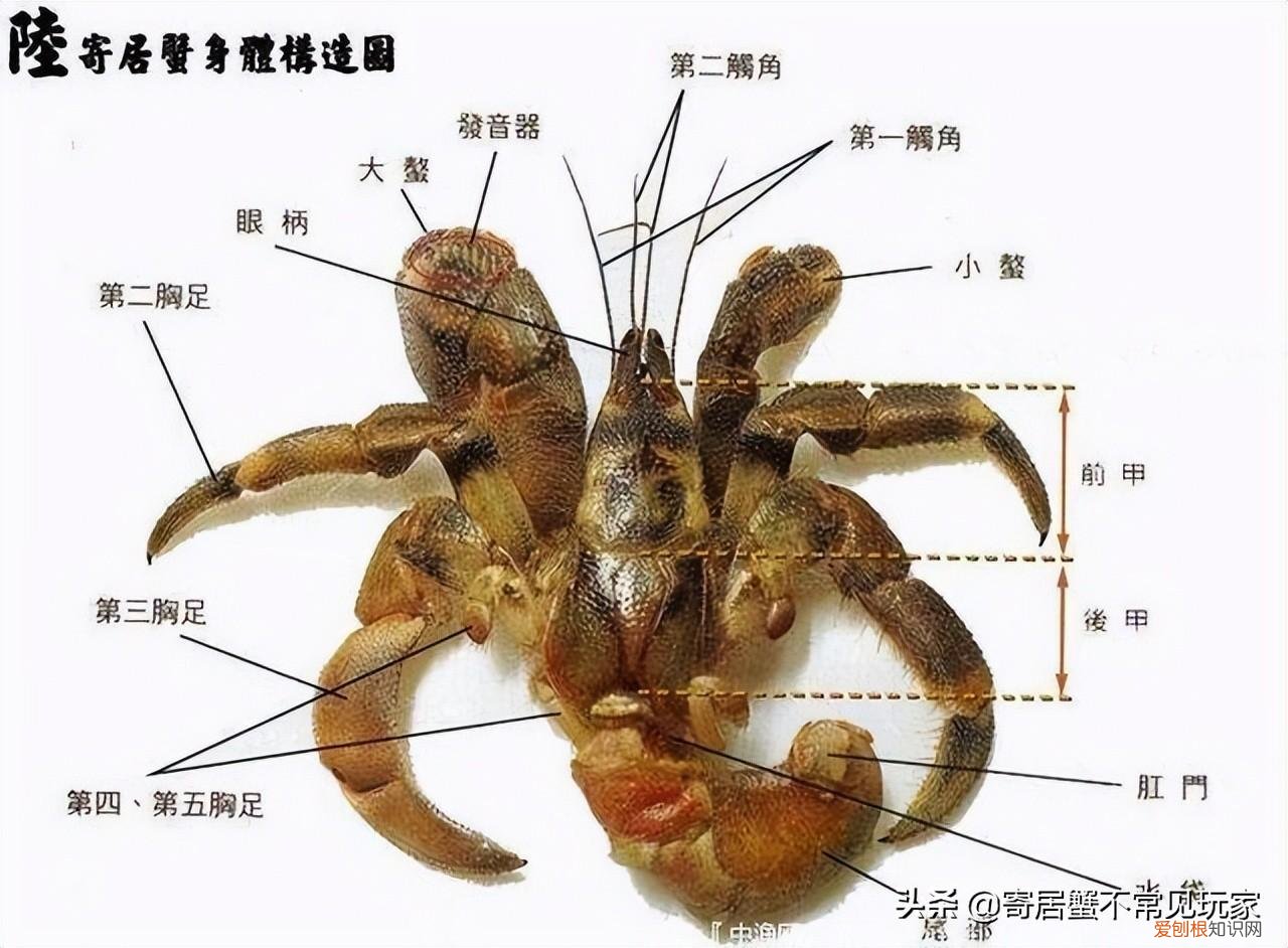 寄居蟹有公母吗怎么区分，寄居蟹公母怎么分？如何分辨寄居蟹的性别？