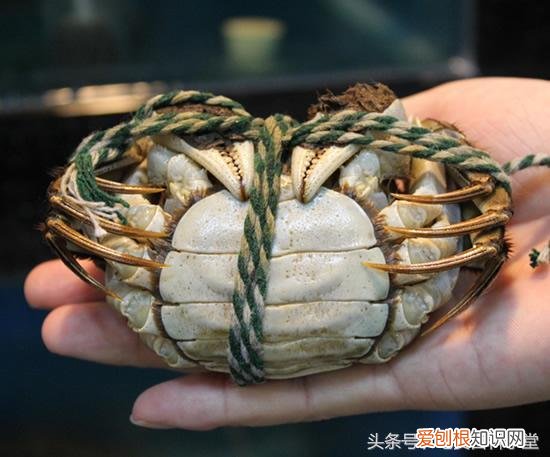 判断螃蟹公母的办法，螃蟹怎么挑公母？水产老板透露：注意这3处，是公是母一看便知