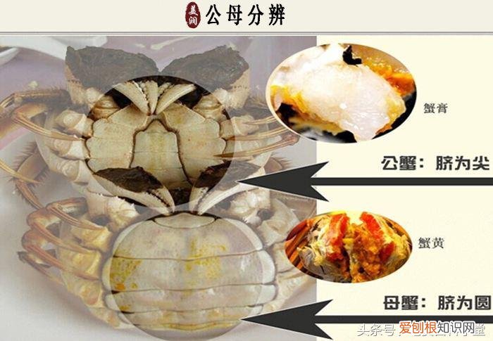 判断螃蟹公母的办法，螃蟹怎么挑公母？水产老板透露：注意这3处，是公是母一看便知