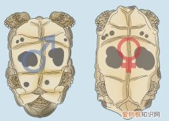 乌龟性别怎么区分，如何区分乌龟的性别