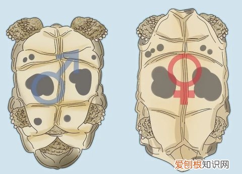 乌龟性别怎么区分，如何区分乌龟的性别