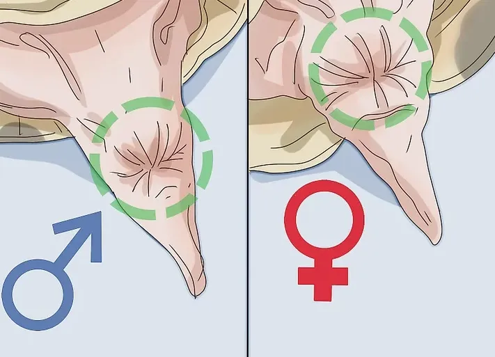 乌龟性别怎么区分，如何区分乌龟的性别
