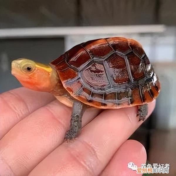 怎么鉴定乌龟品种好坏，判断购买的龟品种是纯还是杂，有鉴定方法？