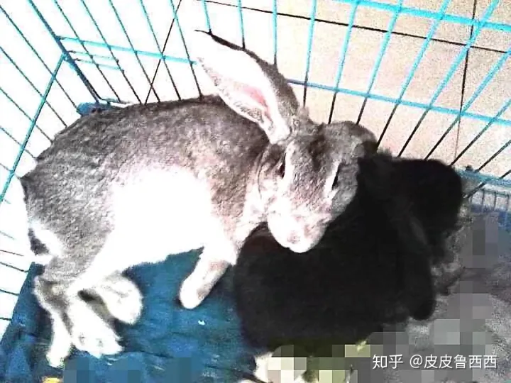 怎么看出兔子怀孕了没，怎么看出兔子怀孕了？