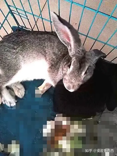 怎么看出兔子怀孕了没，怎么看出兔子怀孕了？