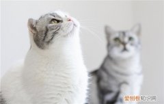 猫前腿瘸了且无精打采，猫后腿瘸了且无精打采