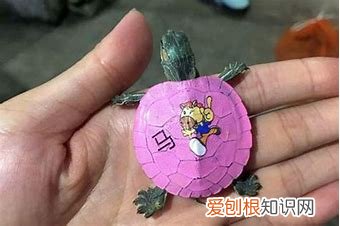 买到病龟怎么办，不会选龟？买来都是病龟？别弃坑，注意这几点！新手老手都适用