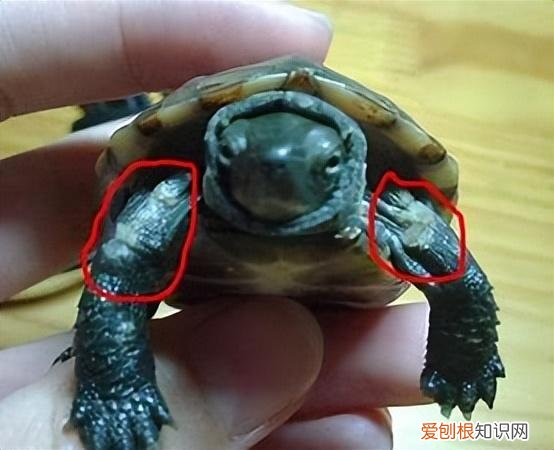 买到病龟怎么办，不会选龟？买来都是病龟？别弃坑，注意这几点！新手老手都适用