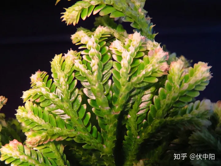 花怎么养才能养好，万能养花小技巧，学会了，想养不好都难