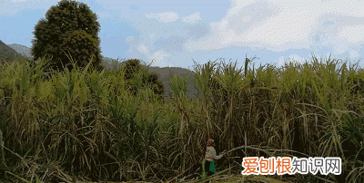 红糖为什么这么好吃,很实用的一款红糖