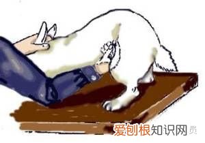 兔子怎么判断是否怀孕，如何判断你的兔兔怀孕了