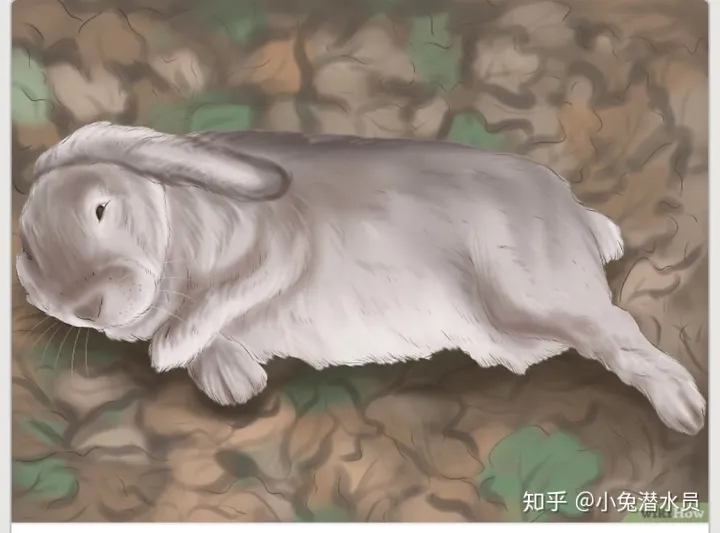 兔子怎么判断是否怀孕，如何判断你的兔兔怀孕了