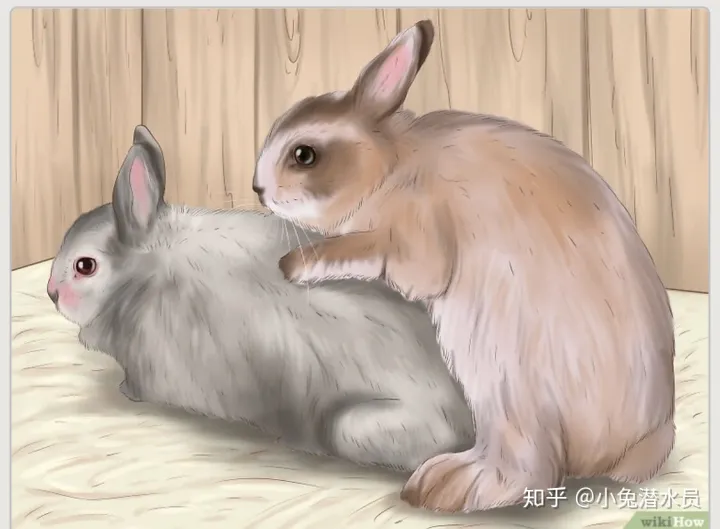 兔子怎么判断是否怀孕，如何判断你的兔兔怀孕了