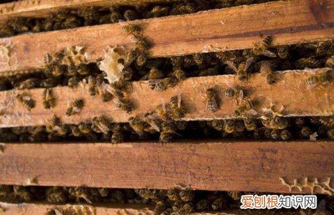 怎么辨别母兔有没有怀孕，养兔高手谈经验——如何检查母兔是否怀孕