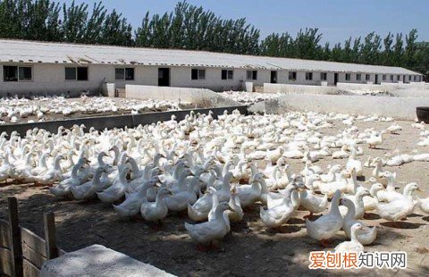 怎么辨别母兔有没有怀孕，养兔高手谈经验——如何检查母兔是否怀孕