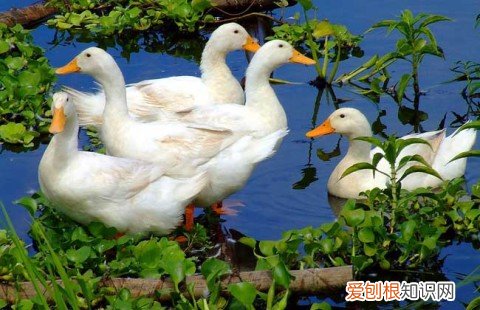 怎么辨别母兔有没有怀孕，养兔高手谈经验——如何检查母兔是否怀孕