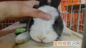 母兔孕期多长时间，【母亲节】兔妈怀孕是什么样？怎么照顾孕兔