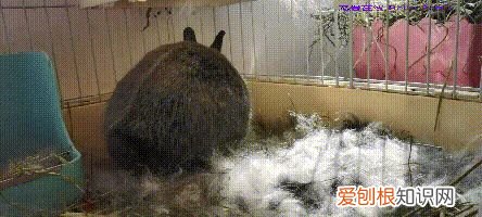 母兔孕期多长时间，【母亲节】兔妈怀孕是什么样？怎么照顾孕兔