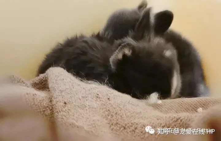 母兔孕期多长时间，【母亲节】兔妈怀孕是什么样？怎么照顾孕兔