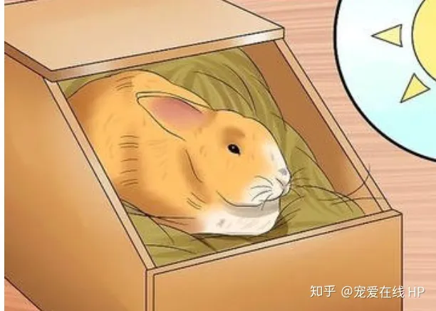 母兔孕期多长时间，【母亲节】兔妈怀孕是什么样？怎么照顾孕兔