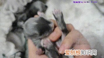 母兔孕期多长时间，【母亲节】兔妈怀孕是什么样？怎么照顾孕兔