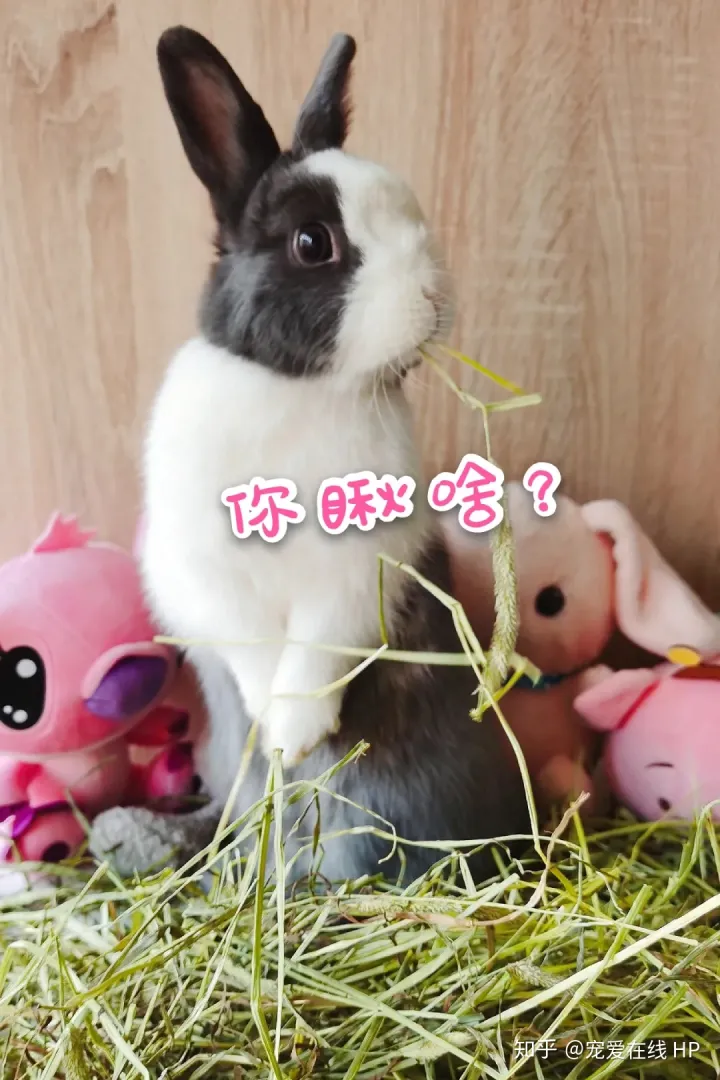 母兔孕期多长时间，【母亲节】兔妈怀孕是什么样？怎么照顾孕兔