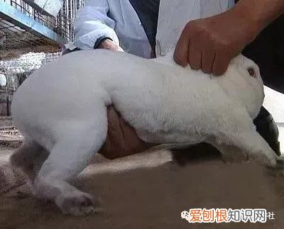 如何判断母兔怀孕，判断母兔是否怀孕一共四个方法