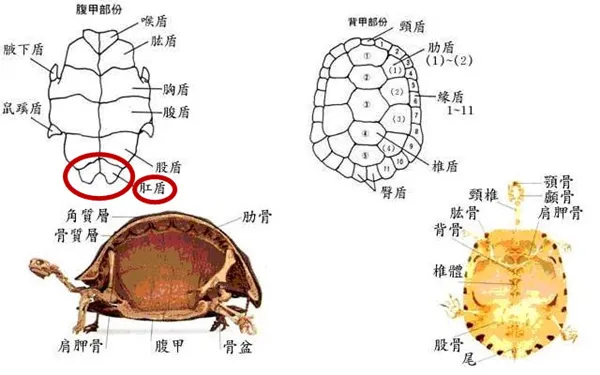 乌龟怎么分辨是公是母图片，乌龟怎么判断公母？