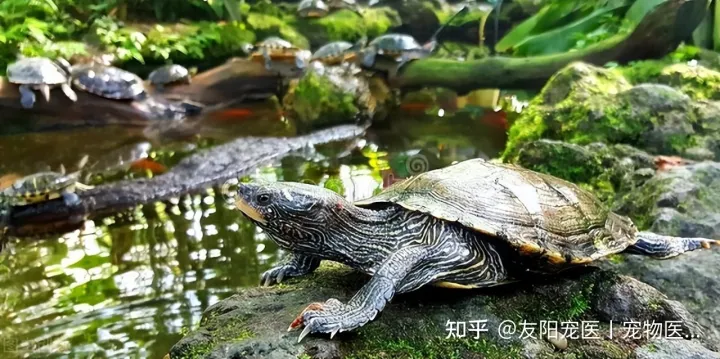怎样分乌龟公母视频，怎样分乌龟公母?