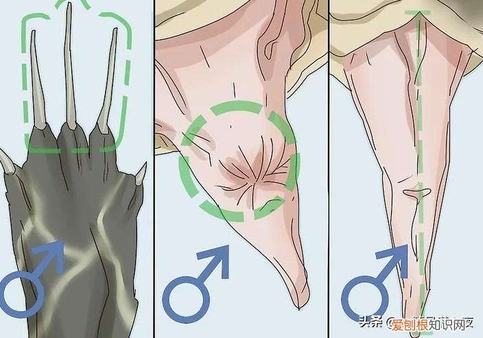 乌龟的性别怎么分男女的，学会区分乌龟的性别