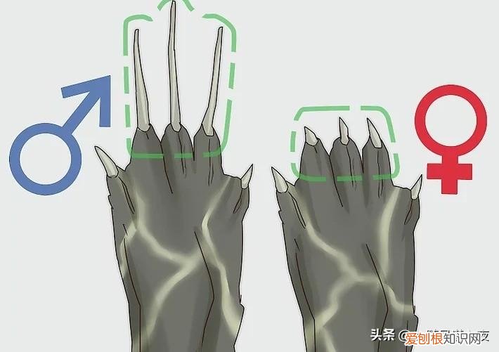 乌龟的性别怎么分男女的，学会区分乌龟的性别