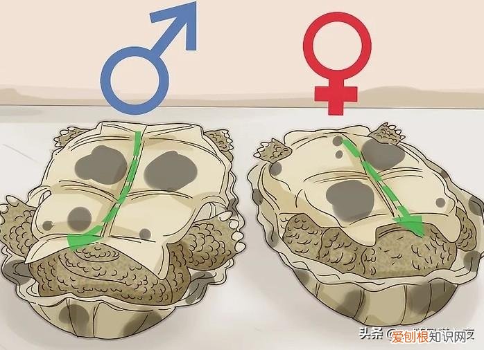 乌龟的性别怎么分男女的，学会区分乌龟的性别